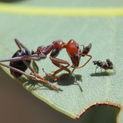 Milichiidae (family) (Freeloader fly) at ANBG - 20 Mar 2019 by TimL