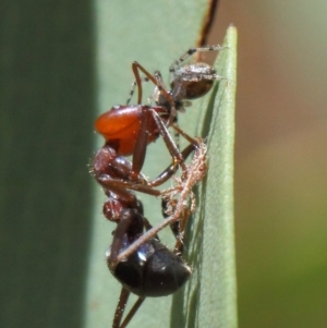 Milichiidae (family) at Hackett, ACT - 20 Mar 2019 01:54 PM