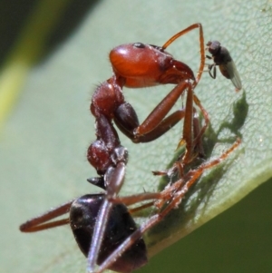 Milichiidae (family) at Hackett, ACT - 20 Mar 2019