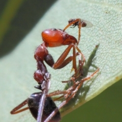 Milichiidae (family) at Hackett, ACT - 20 Mar 2019