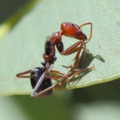 Milichiidae (family) at Hackett, ACT - 20 Mar 2019 01:54 PM