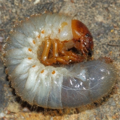 Scarabaeidae (family) (Scarab beetle, curl grub) at ANBG - 20 Mar 2019 by TimL