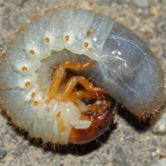 Scarabaeidae (family) at Acton, ACT - 20 Mar 2019