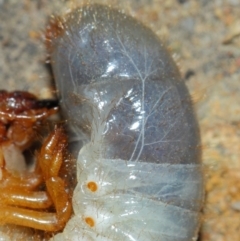 Scarabaeidae (family) at Acton, ACT - 20 Mar 2019