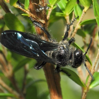 Austroscolia soror (Blue Flower Wasp) at ANBG - 20 Mar 2019 by TimL