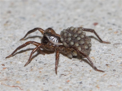 Lycosidae (family) (Wolf spider) at Evatt, ACT - 19 Mar 2019 by TimL