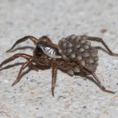 Lycosidae (family) (Unidentified wolf spider) at Evatt, ACT - 19 Mar 2019 by TimL