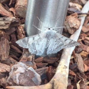 Crypsiphona ocultaria at Ainslie, ACT - 22 Mar 2019