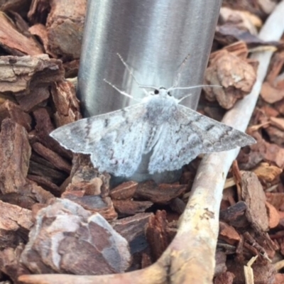 Crypsiphona ocultaria (Red-lined Looper Moth) at Ainslie, ACT - 22 Mar 2019 by WalterEgo