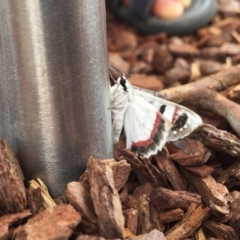 Crypsiphona ocultaria at Ainslie, ACT - 22 Mar 2019