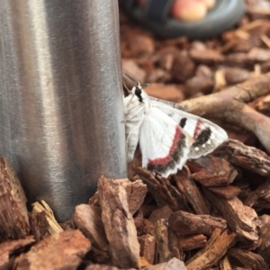 Crypsiphona ocultaria at Ainslie, ACT - 22 Mar 2019