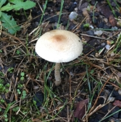 Unverified Fungus at Berrambool, NSW - 23 Mar 2019 by hynesker1234