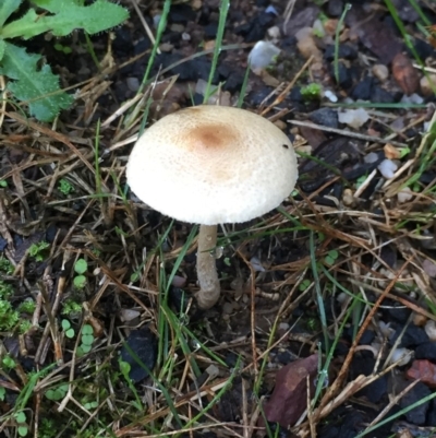 Unverified Fungus at Berrambool, NSW - 23 Mar 2019 by hynesker1234