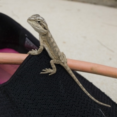 Pogona barbata (Eastern Bearded Dragon) at Michelago, NSW - 4 Mar 2019 by Illilanga