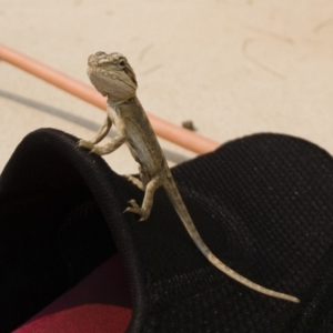 Pogona barbata at Illilanga & Baroona - 4 Mar 2019