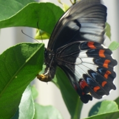 Papilio aegeus (Orchard Swallowtail, Large Citrus Butterfly) at Bermagui, NSW - 22 Mar 2019 by Jackie Lambert