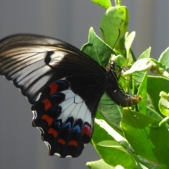 Papilio aegeus at Bermagui, NSW - 22 Mar 2019