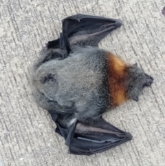 Pteropus poliocephalus (Grey-headed Flying-fox) at Bywong, NSW - 22 Mar 2019 by MPennay