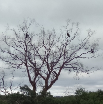 Aquila audax (Wedge-tailed Eagle) at Bywong, NSW - 21 Mar 2019 by MPennay