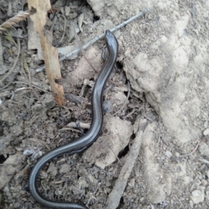 Hemiergis talbingoensis at Lake George, NSW - 17 Mar 2019