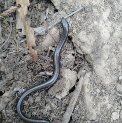 Hemiergis talbingoensis (Three-toed Skink) at Lake George, NSW - 17 Mar 2019 by MPennay