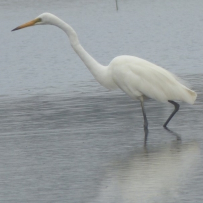 Ardea alba (Great Egret) at Bermagui, NSW - 5 Mar 2019 by JackieLambert