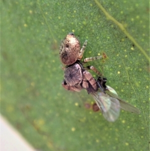 Simaethula sp. (genus) at Dunlop, ACT - 22 Mar 2019