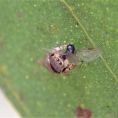 Simaethula sp. (genus) at Dunlop, ACT - 22 Mar 2019