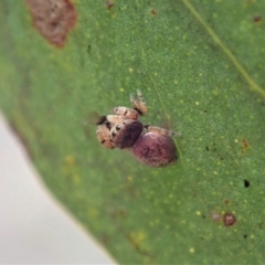 Simaethula sp. (genus) at Dunlop, ACT - 22 Mar 2019