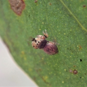 Simaethula sp. (genus) at Dunlop, ACT - 22 Mar 2019