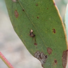 Simaethula sp. (genus) at Dunlop, ACT - 22 Mar 2019 03:52 PM