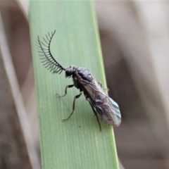 Polyclonus atratus (A sawfly) at Aranda Bushland - 22 Mar 2019 by CathB