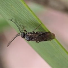 Polyclonus atratus at Dunlop, ACT - 22 Mar 2019