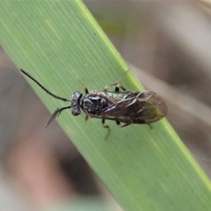 Polyclonus atratus at Dunlop, ACT - 22 Mar 2019