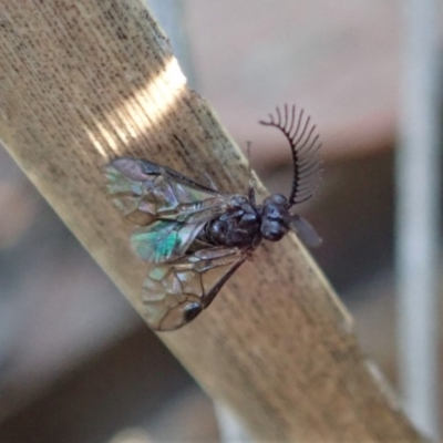 Polyclonus atratus (A sawfly) at Aranda Bushland - 21 Mar 2019 by CathB