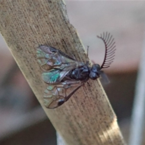 Polyclonus atratus at Dunlop, ACT - 22 Mar 2019