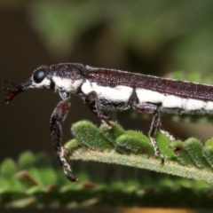 Rhinotia sparsa (A belid weevil) at Majura, ACT - 4 Mar 2019 by jbromilow50