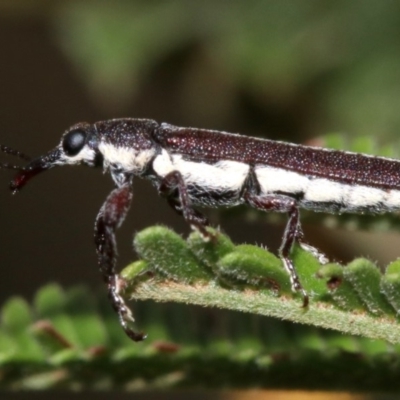 Rhinotia sparsa (A belid weevil) at Mount Ainslie - 4 Mar 2019 by jb2602