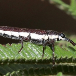 Rhinotia sparsa at Majura, ACT - 5 Mar 2019