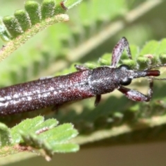 Rhinotia sparsa at Majura, ACT - 5 Mar 2019