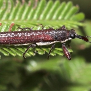 Rhinotia sparsa at Majura, ACT - 5 Mar 2019