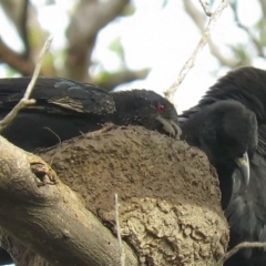 Corcorax melanorhamphos (White-winged Chough) at Stony Creek Nature Reserve - 22 Mar 2019 by KumikoCallaway