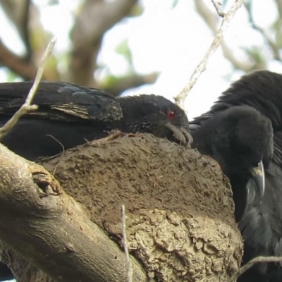 Corcorax melanorhamphos (White-winged Chough) at Carwoola, NSW - 23 Mar 2019 by KumikoCallaway