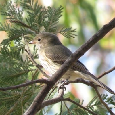 Pachycephala rufiventris (Rufous Whistler) at Carwoola, NSW - 23 Mar 2019 by KumikoCallaway