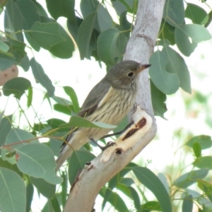 Pachycephala rufiventris at Carwoola, NSW - 23 Mar 2019 10:07 AM