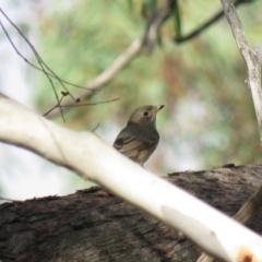 Pachycephala rufiventris at Carwoola, NSW - 23 Mar 2019 10:07 AM