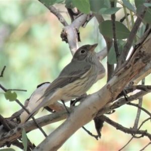 Pachycephala rufiventris at Carwoola, NSW - 23 Mar 2019 10:07 AM