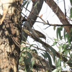 Pachycephala rufiventris at Carwoola, NSW - 23 Mar 2019 10:07 AM