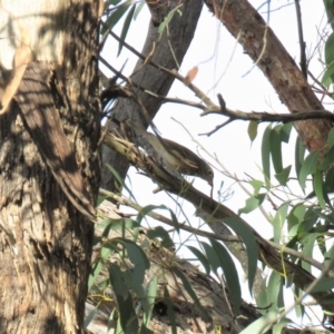 Pachycephala rufiventris at Carwoola, NSW - 23 Mar 2019