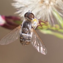 Villa sp. (genus) (Unidentified Villa bee fly) at Molonglo Valley, ACT - 23 Mar 2019 by rawshorty